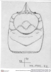 Historische Skizze/Zeichnung von Gastrosacus tuberosiformus (Lörenthey in Lörenthey & Beurlen, 1929) (NHMW-AFW-GEO-BACHMAYER-FOTO-1990-0041-1442)